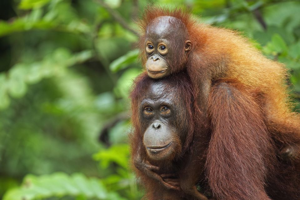 orangutan fire palm oil plantations